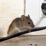 Rodent Riddance: Dependable Treatments for a Safe House