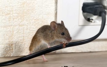 Rodent Riddance: Dependable Treatments for a Safe House