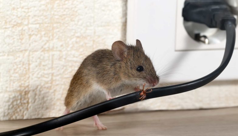 Rodent Riddance: Dependable Treatments for a Safe House